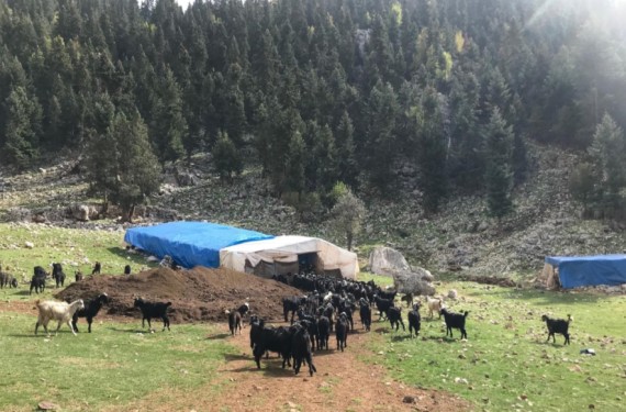 Antalya’da yörüklerin yayla dönüşü başladı