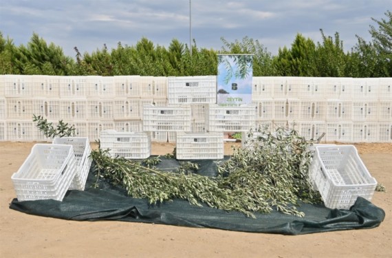 Büyükşehir den zeytin ve incir üreticilerine destek