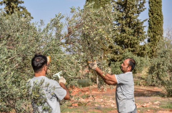 Kepez’den zeytin hasadı