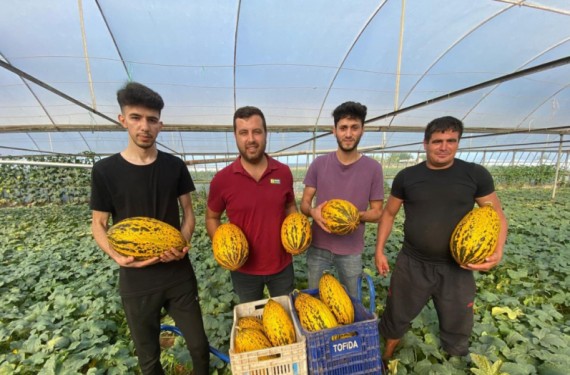 Serik’de örtüaltı kavun hasadı üreticinin yüzünü güldürüyor