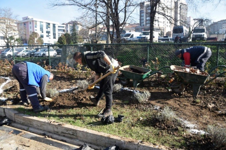 19 Kasım’da yaşanan büyük felakette yıkılan ağaçların yerlerine lavanta ekimine başlandı