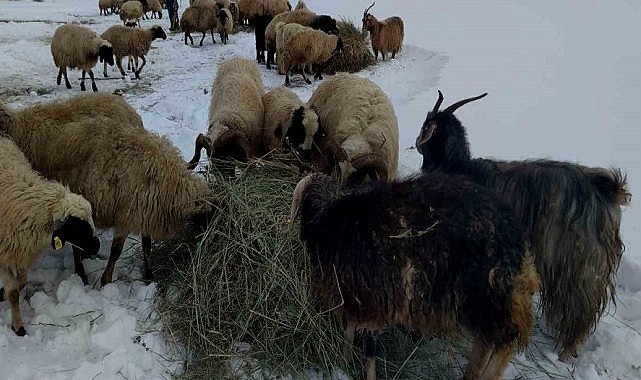 Ardahan’da hava şartları çiftçilere zor anlar yaşatıyor