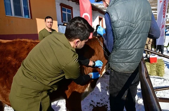 Aşılama buzağı ölümlerinin önüne geçecek mi?