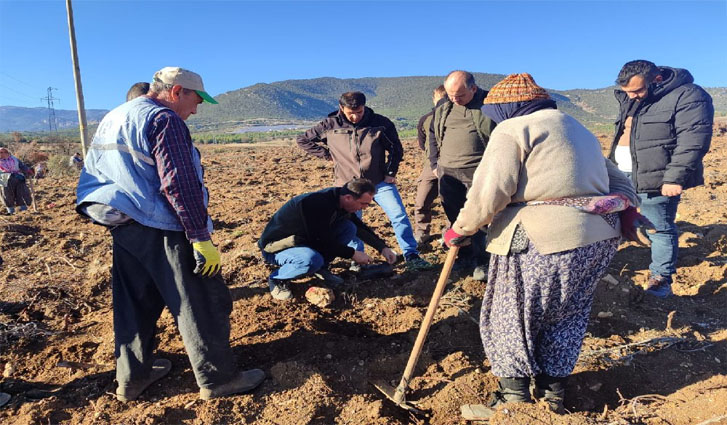 Bucak’ta Zeytin Fidanı dikim kontrolü yapıldı