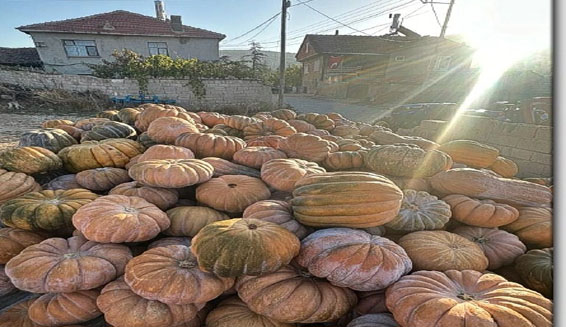 Isparta’da 64 kiloluk bal kabakları toplanıyor