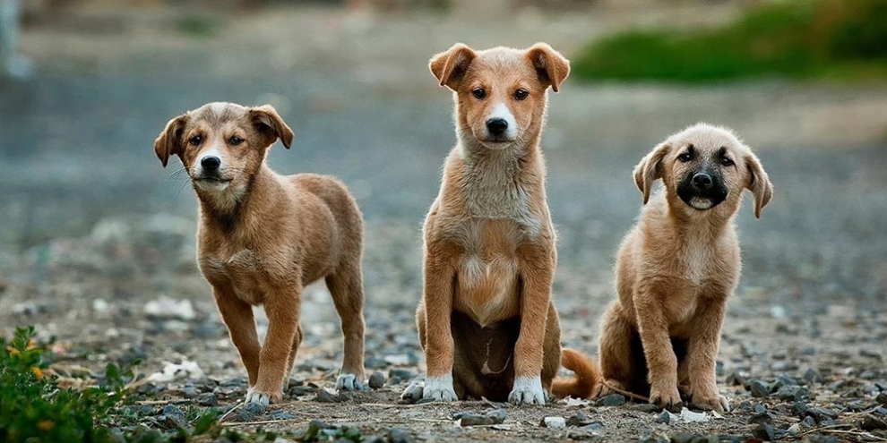 Kent Konseyleri Birliğinden “Kedi ve köpek köyleri kuralım” çağrısı