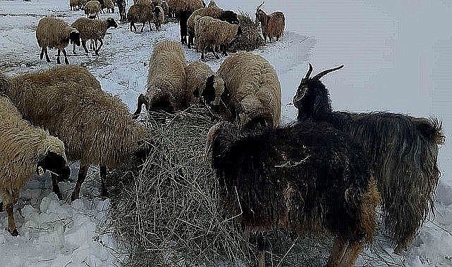 Ardahan’da hava şartları çiftçilere tasarruf sağlıyor