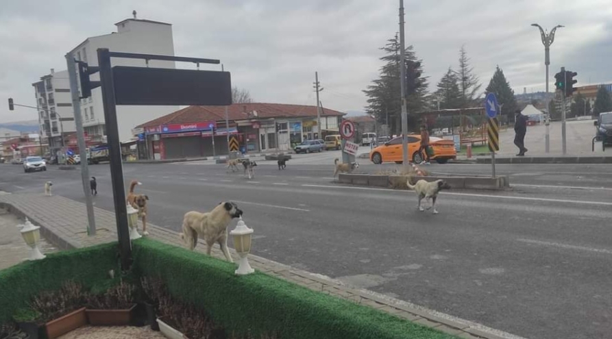 Kırıkkale’de köpekler korku salıyor