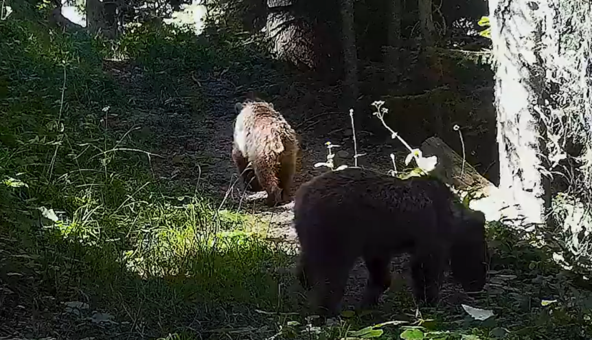 Ilgaz Dağı Milli Parkındaki yaban hayatının fotokapanlara yansıyan görüntüleri