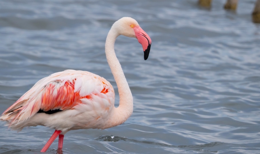 İzmit Körfezi’nde 351 flamingo kanat çırpıyor