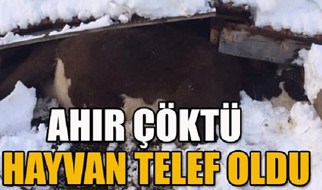 Posof’ta ahır çöktü, 7 hayvan telef oldu