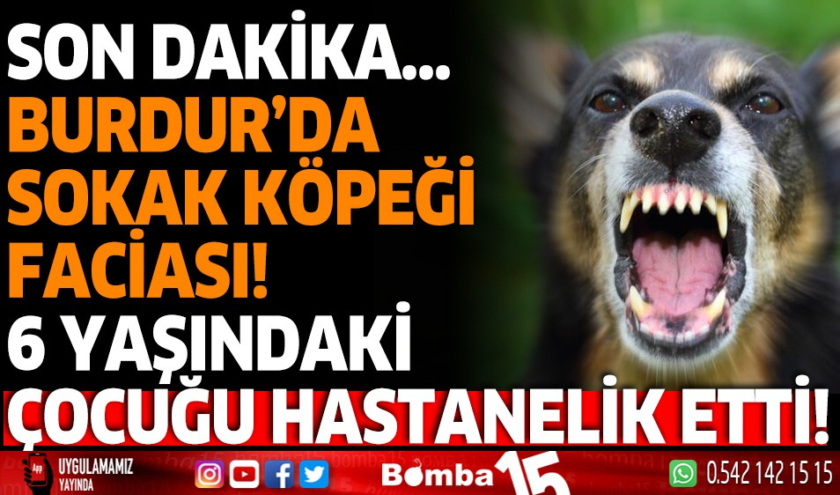 Sokak köpeği faciası…