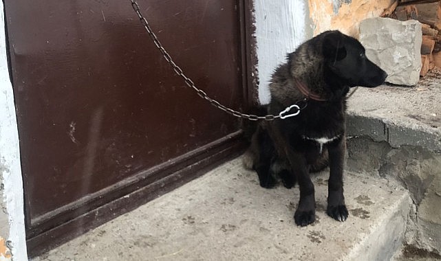 18 muhtar adayına köy halkından köpekli tepki