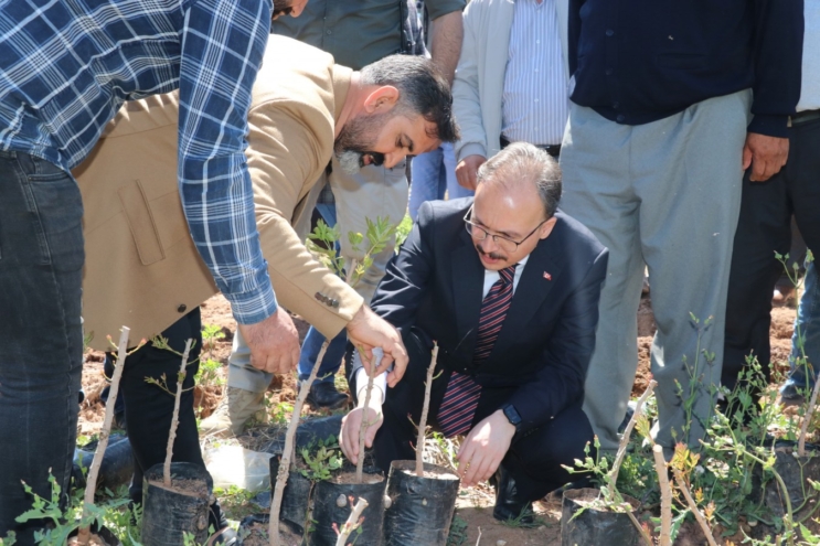 125 bin Siirt Fıstığı fidanı toprakla buluşacak