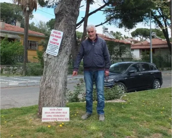 Burhaniye’de Kuruyan Ağacın Tabelası Görenleri Şaşırtıyor