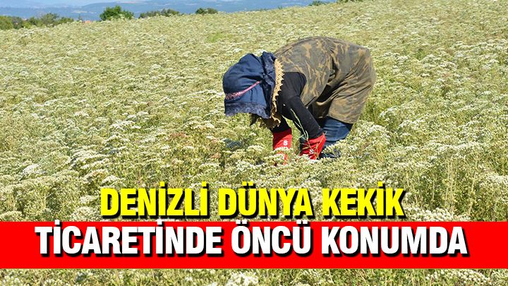 Denizli Dünya Kekik Ticaretinde Öncü Konumda – Gazete Şehir