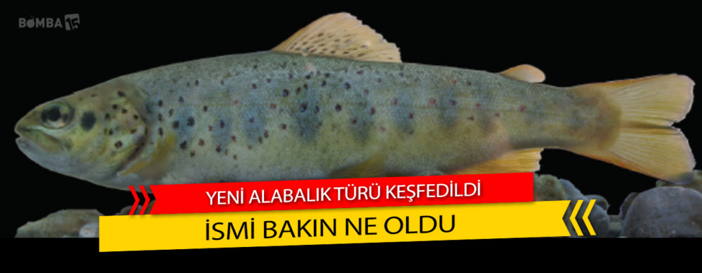 Isparta’da Yeni Alabalık Türü Keşfedildi