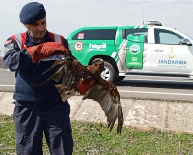 Yaralı şahine ilk müdahale Jandarma’dan